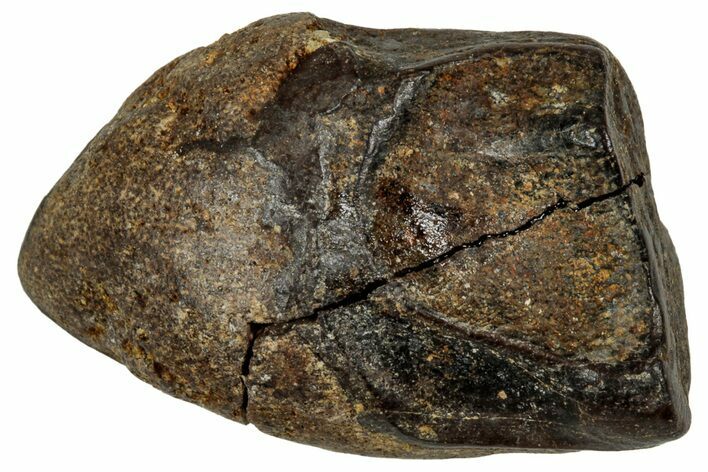 Fossil Triceratops Shed Tooth - Montana #350720